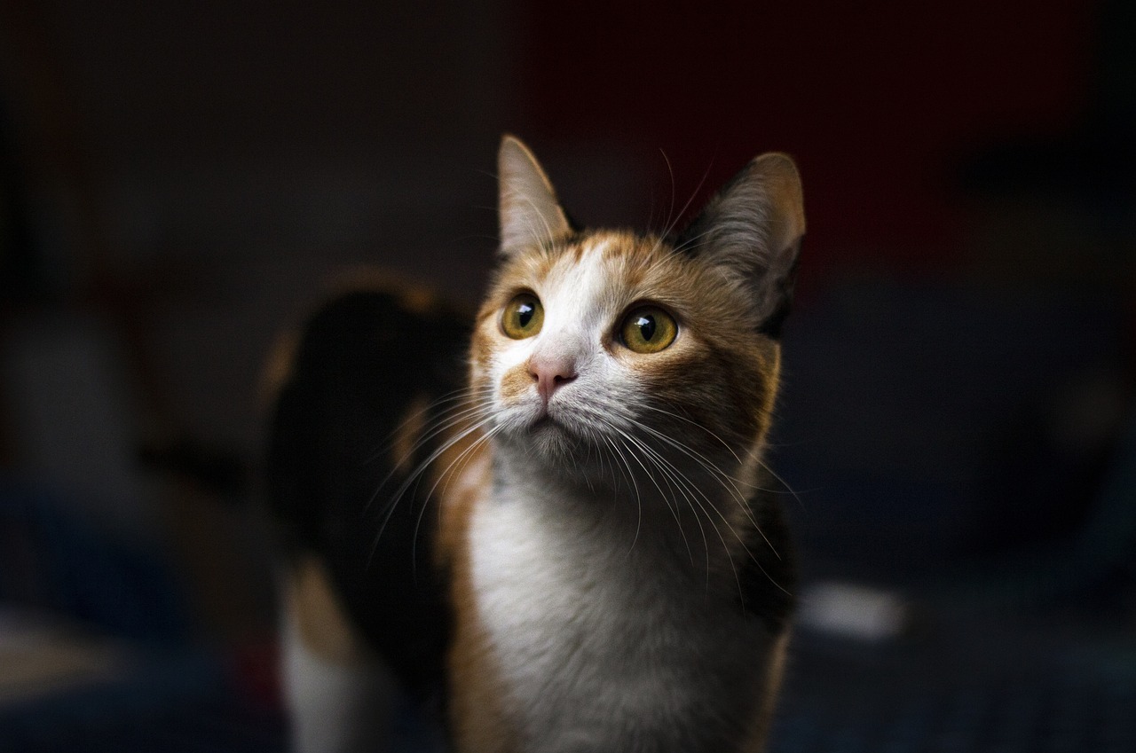 Understanding the Unique Nature of the Munchkin Cat